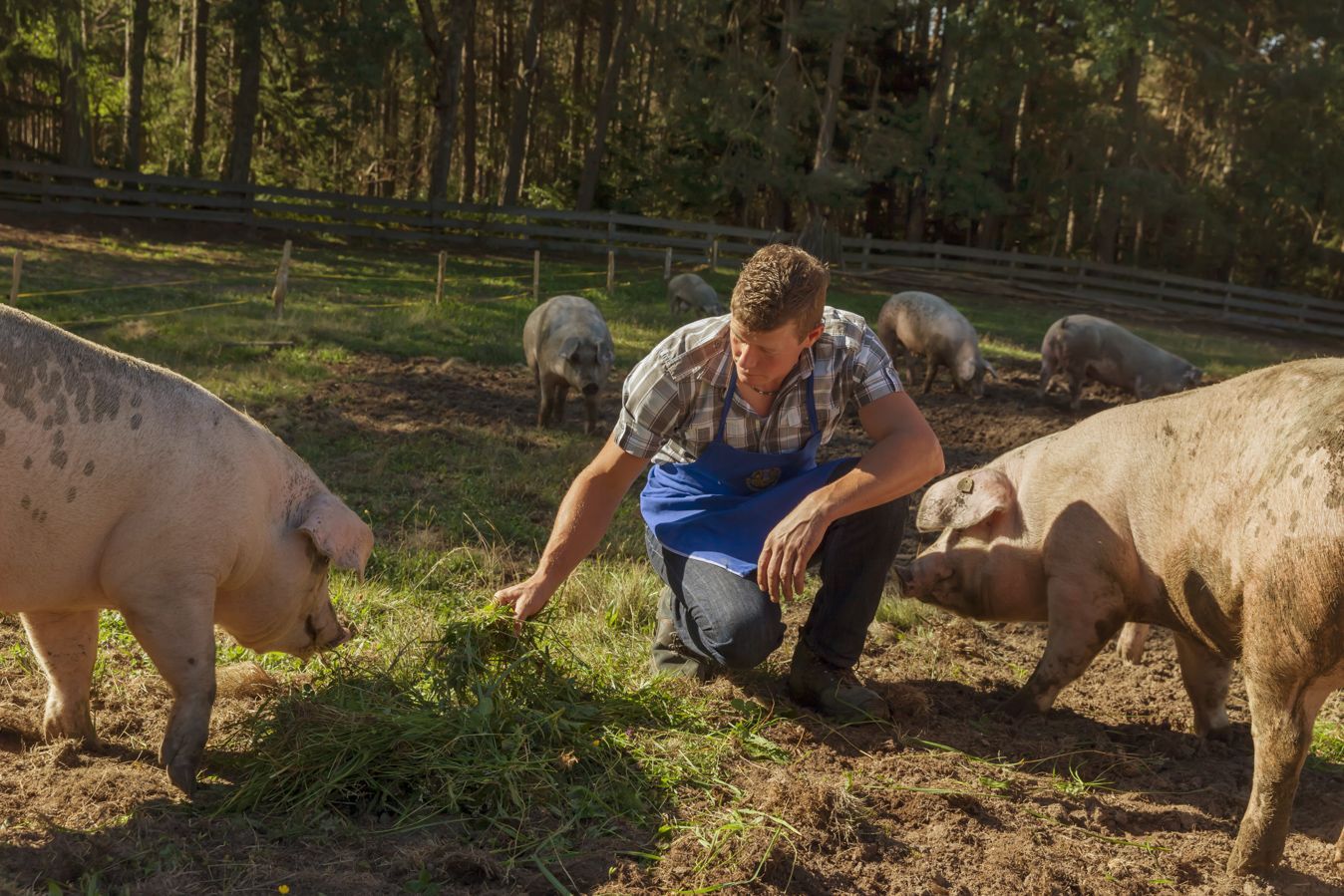 SPECKtakulär: Wurzen und Speck vom Obertimpflerhof in Vöran