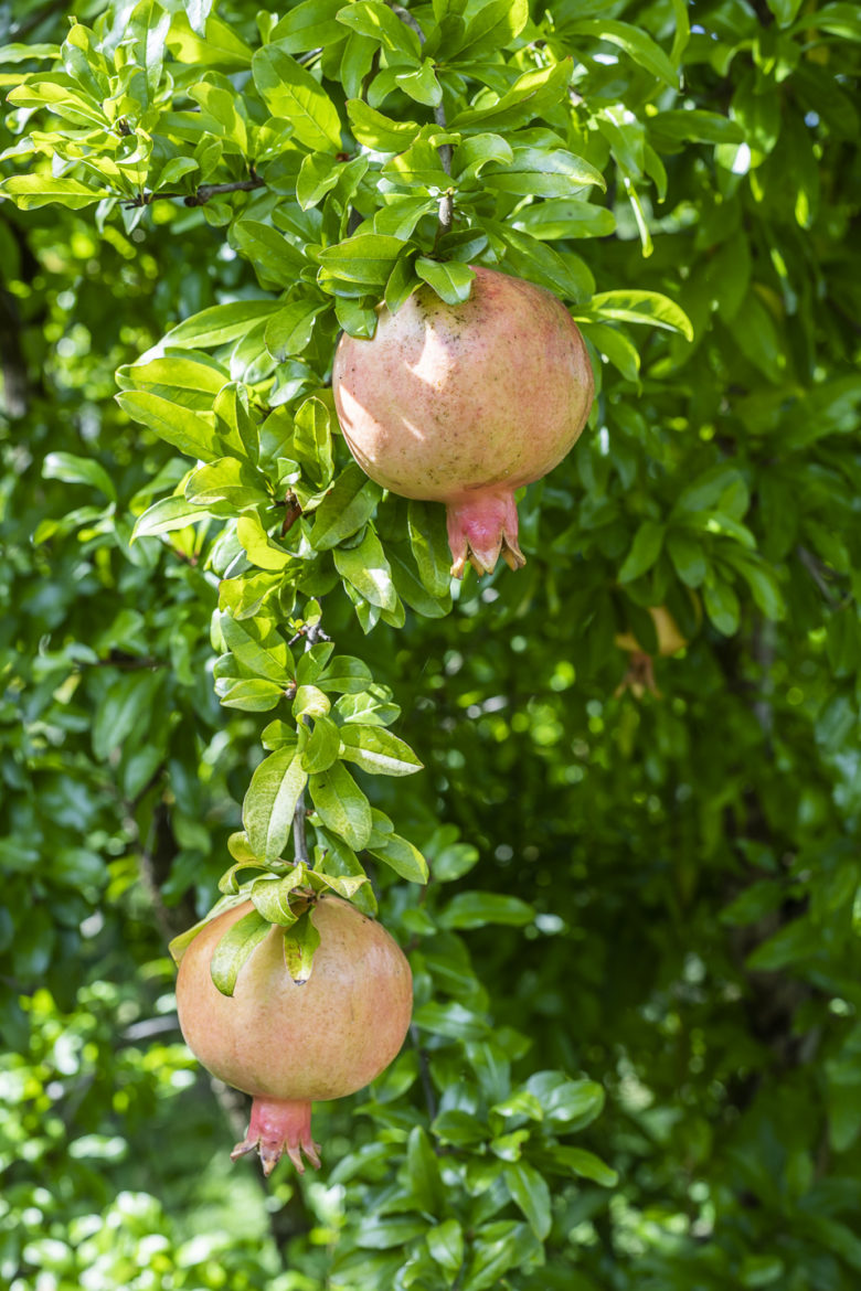 Granatapfel