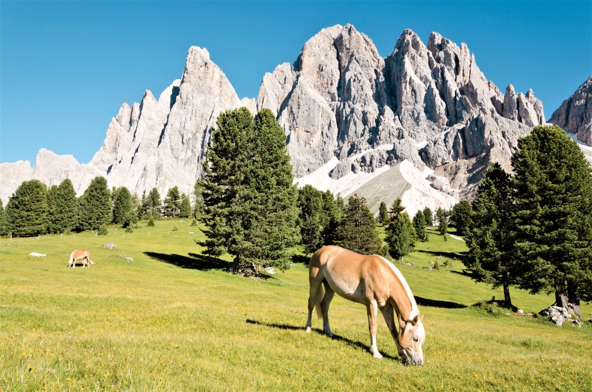 Haflinger vor der Geislergruppe