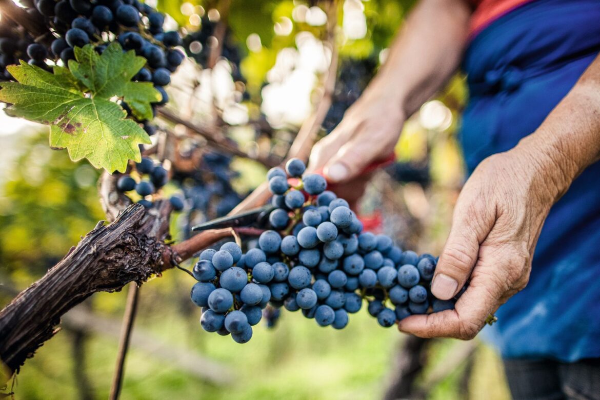 Weinlese, Handarbeit, Tramin, Südtirol, Foto_Florian Andergassen EOS